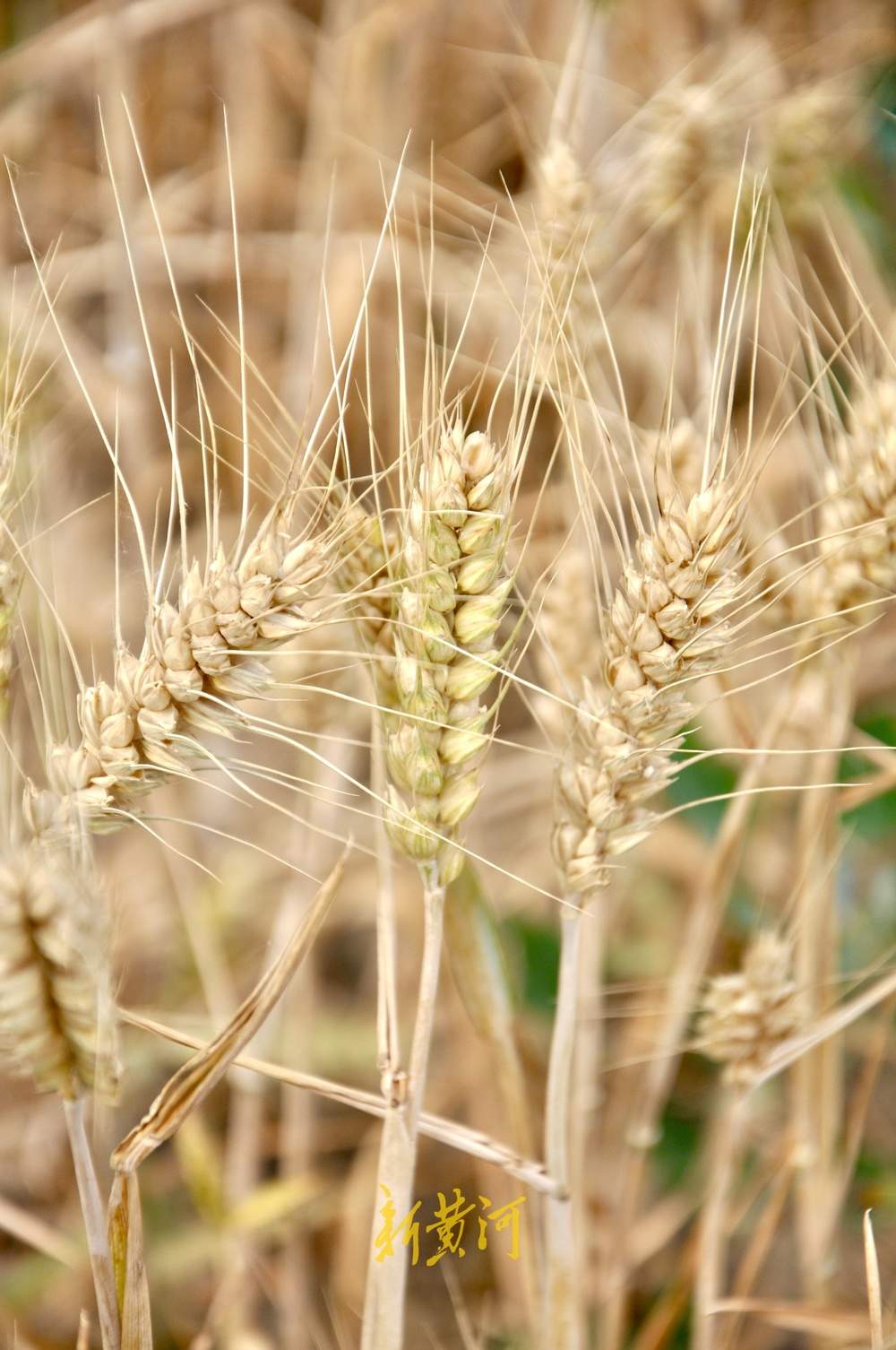 夏季麦收季，济南黄河南岸麦田开始收割