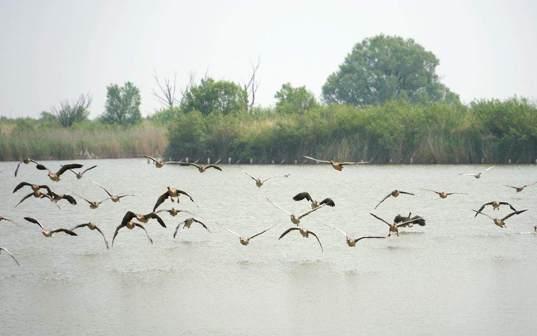 地处黄河下游,工作力争上游,山东这样书写新时代“黄河故事”