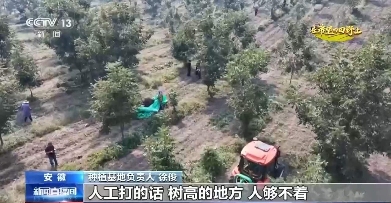 全国秋粮收获进入高峰期 各地采收进行中→