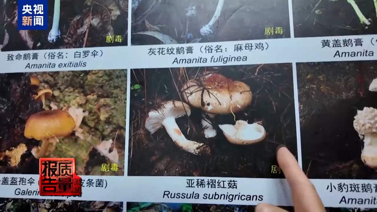 云南大理“采菌游”爆火 无序采摘已引发多起警情