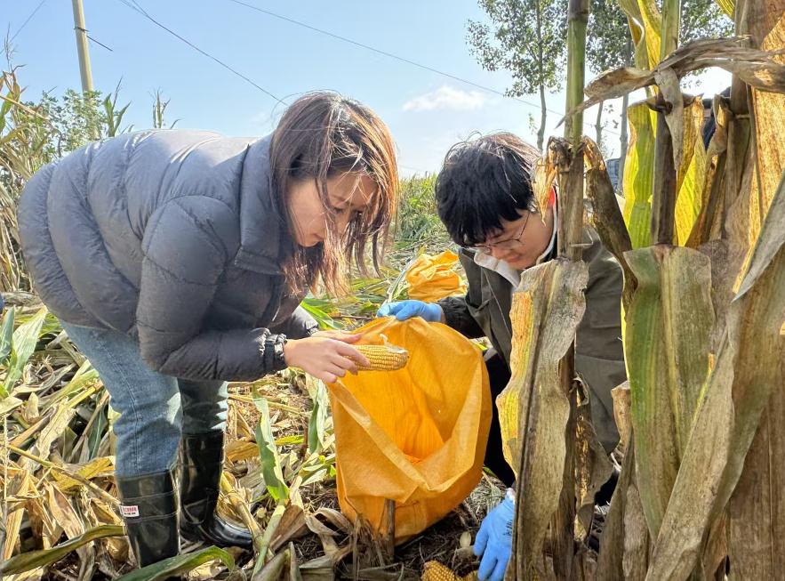 躬身田野守护“齐鲁粮仓” 农行济南分行全力保障“三秋”生产彰显金融担当