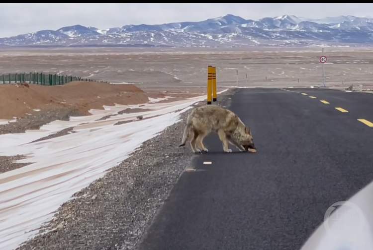 羌塘无人区野狼追逐汽车讨食？当地林草局回应