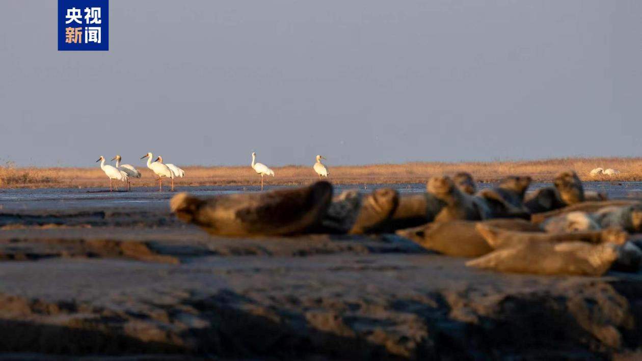 一个眼神萌化你心！斑海豹洄游辽河口 种群数量稳步增加