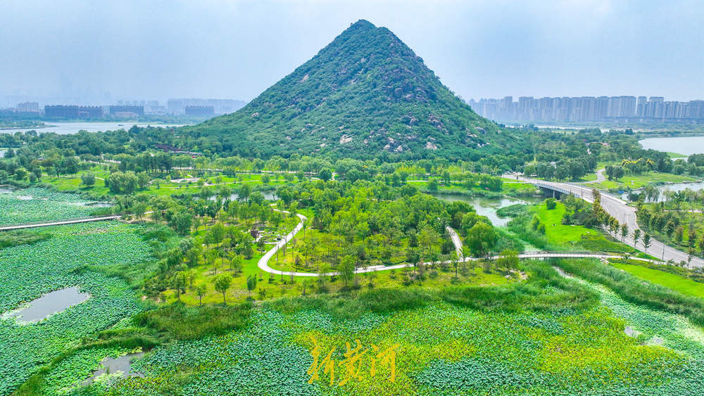 一年四季 泉在济南｜夏末诗意盛景 华山湿地呈现“接天莲叶无穷碧”