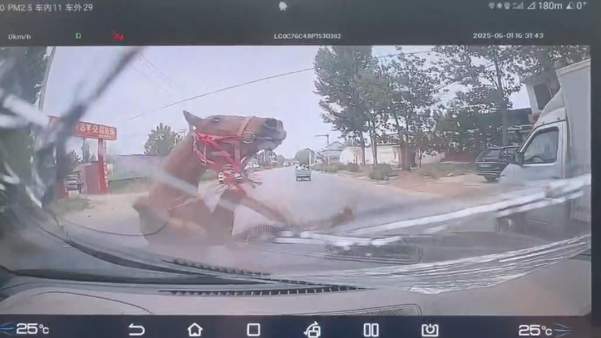 山东新泰“车马相撞”：女司机称养马人要她赔偿