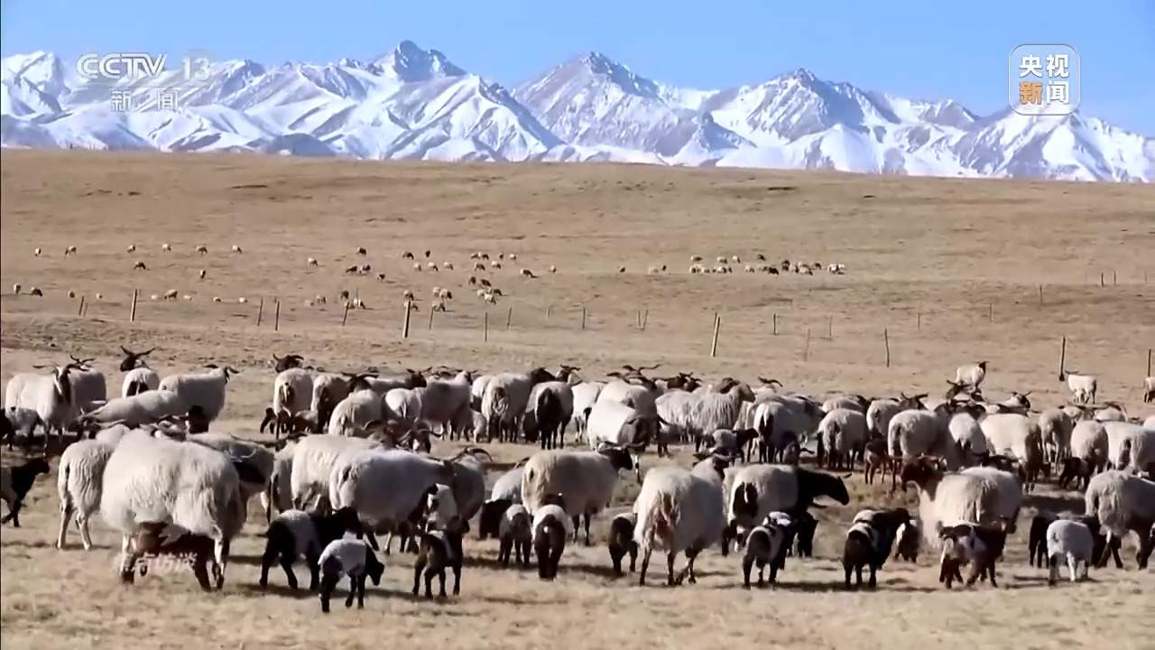 已有数万人被骗 起底“云养殖”里的骗局