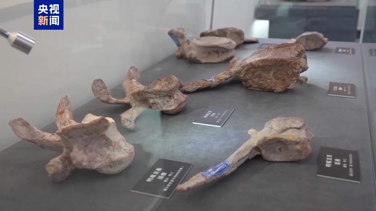 黔江抢救性发掘白垩纪恐龙化石 发现“长生黔江龙”新属种