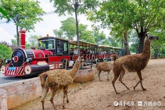 Panda Ya Shuang's birthday party was full of surprises