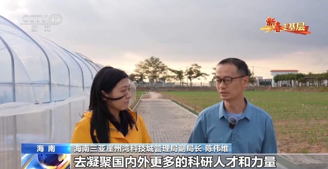 新春走基层丨水稻育种遇上AI 老专家与工程师联手“抢花期”