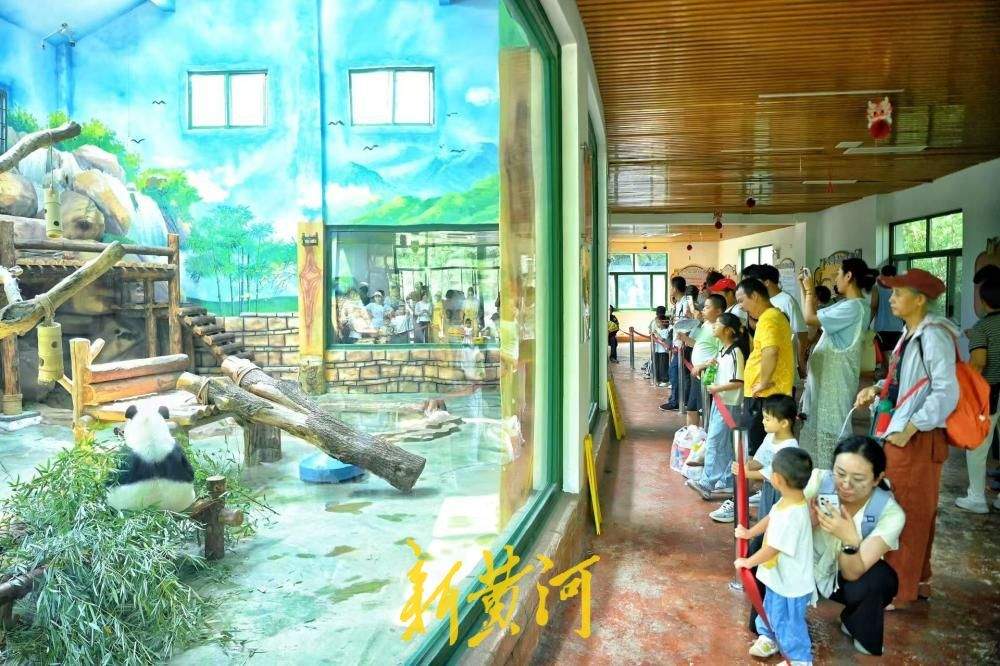 邂逅国宝萌态，市民暑期尾声乐享清凉亲子时光