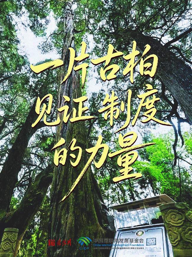 良法善治·回响｜一片古柏，见证制度的力量
