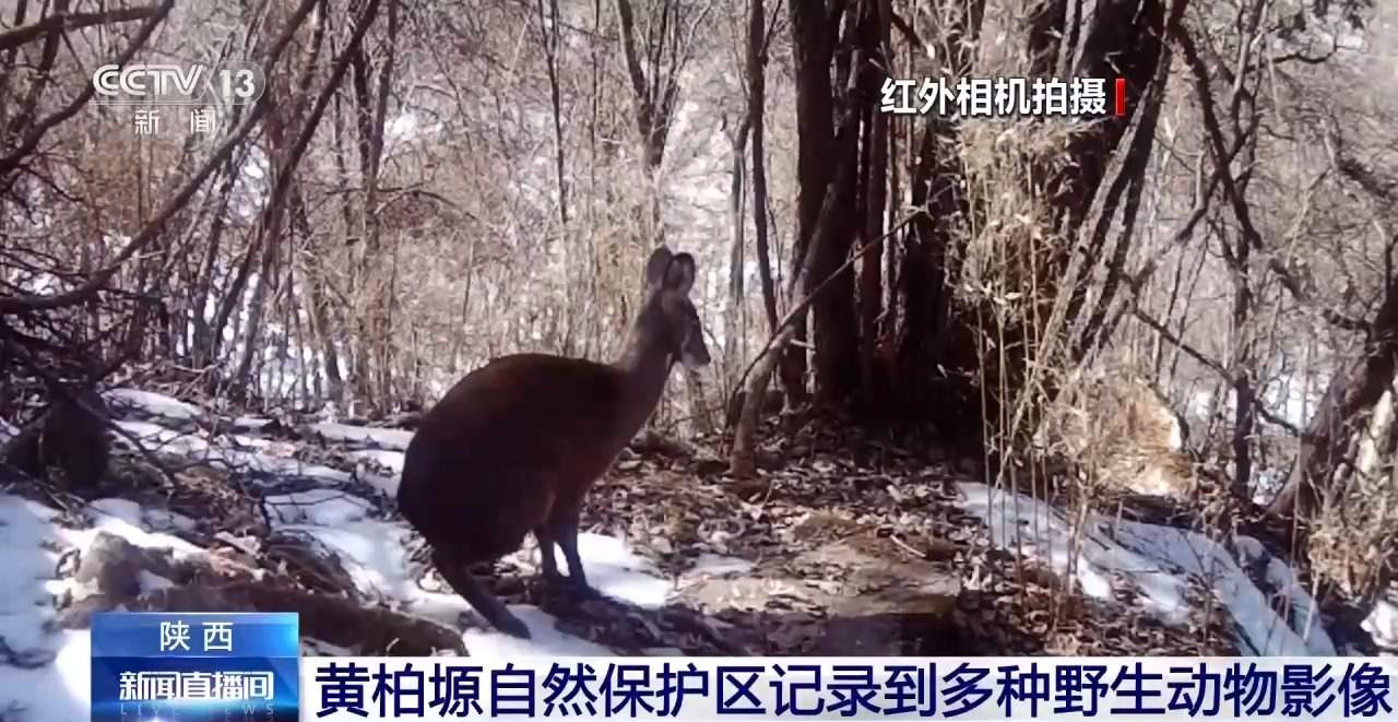 川金丝猴、秦岭羚牛等多种野生动物在陕西保护区被拍到