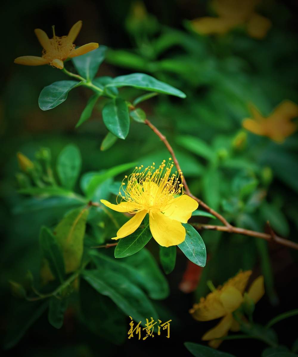 花蕊灿若金丝！济南泉城公园金丝桃花盛放