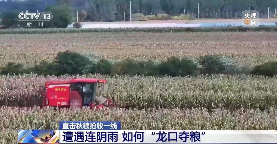 山东秋粮保卫战，挖沟排涝、笼子晾粮、保险赔款，一个都不能少