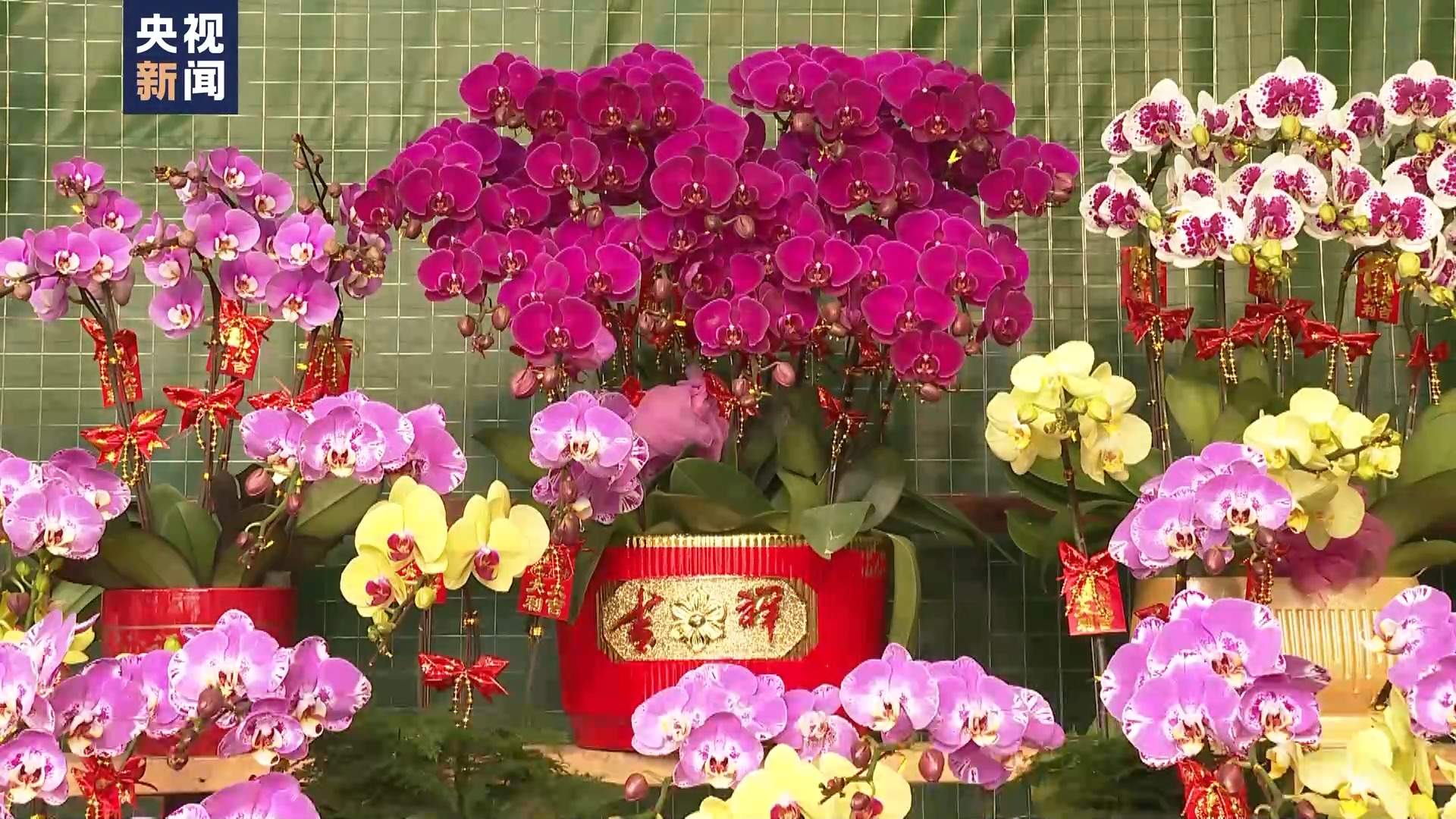 赏花灯逛市集 澳门浓浓年味迎新春