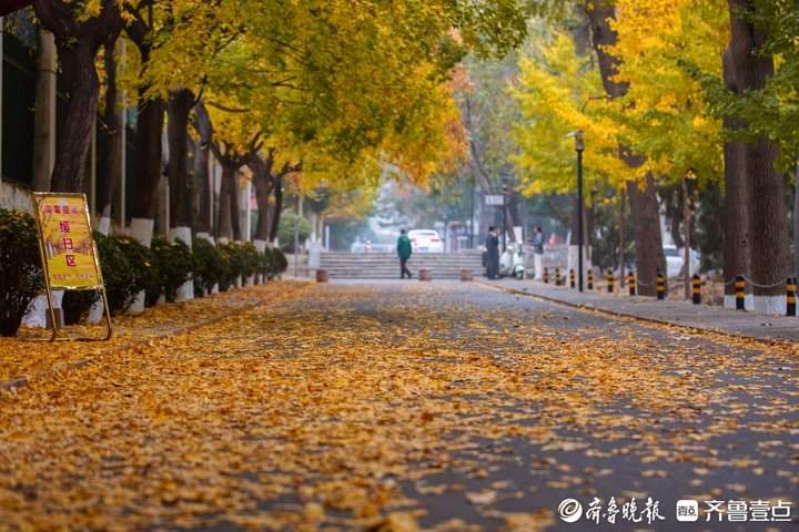 留住“秋日浪漫”，山师大“落叶缓扫”