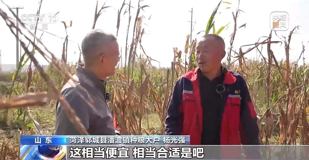 山东秋粮保卫战，挖沟排涝、笼子晾粮、保险赔款，一个都不能少