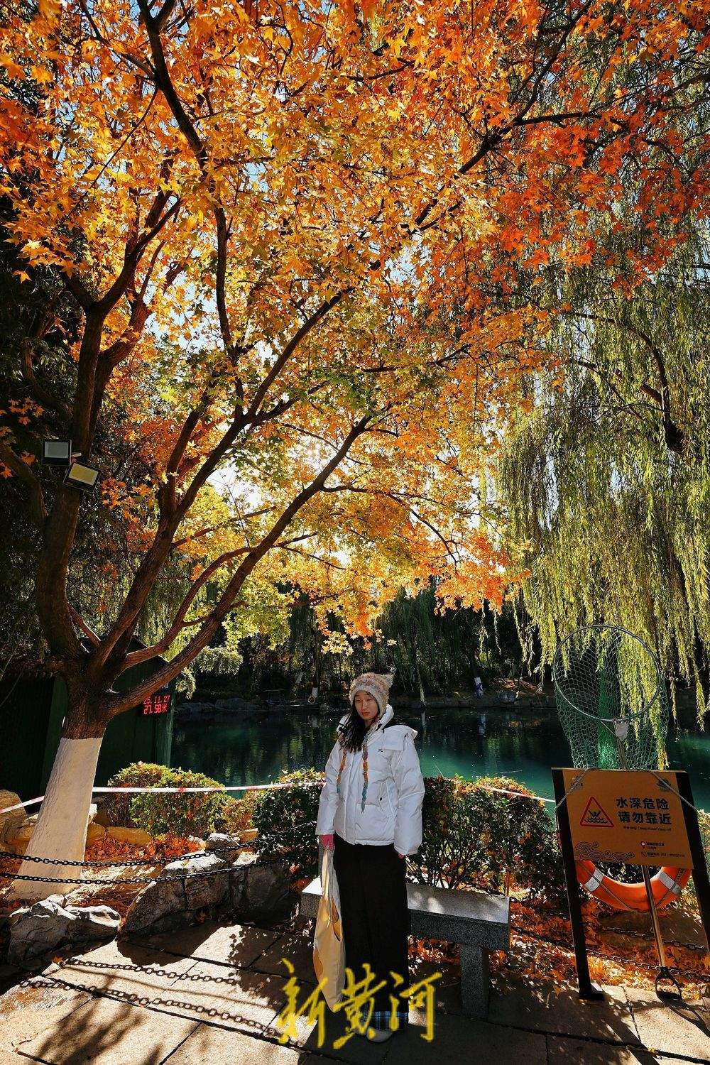 趵突泉公园万竹园内枫叶进入最佳观赏期，泉畔“枫”景独好