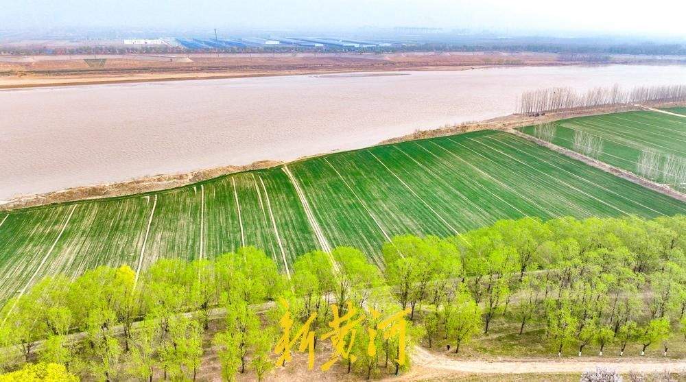 黄河岸边“春潮起” 百亩麦田伴翠柳绘就生态画卷