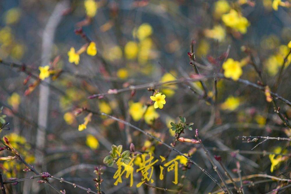 泉城冬日暖如春 护城河畔迎春花“错季”绽放