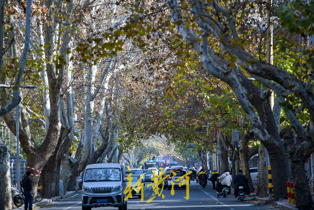 一年四季 泉在济南｜百年法桐织就“金色时光隧道” 济南老商埠冬日披金装 