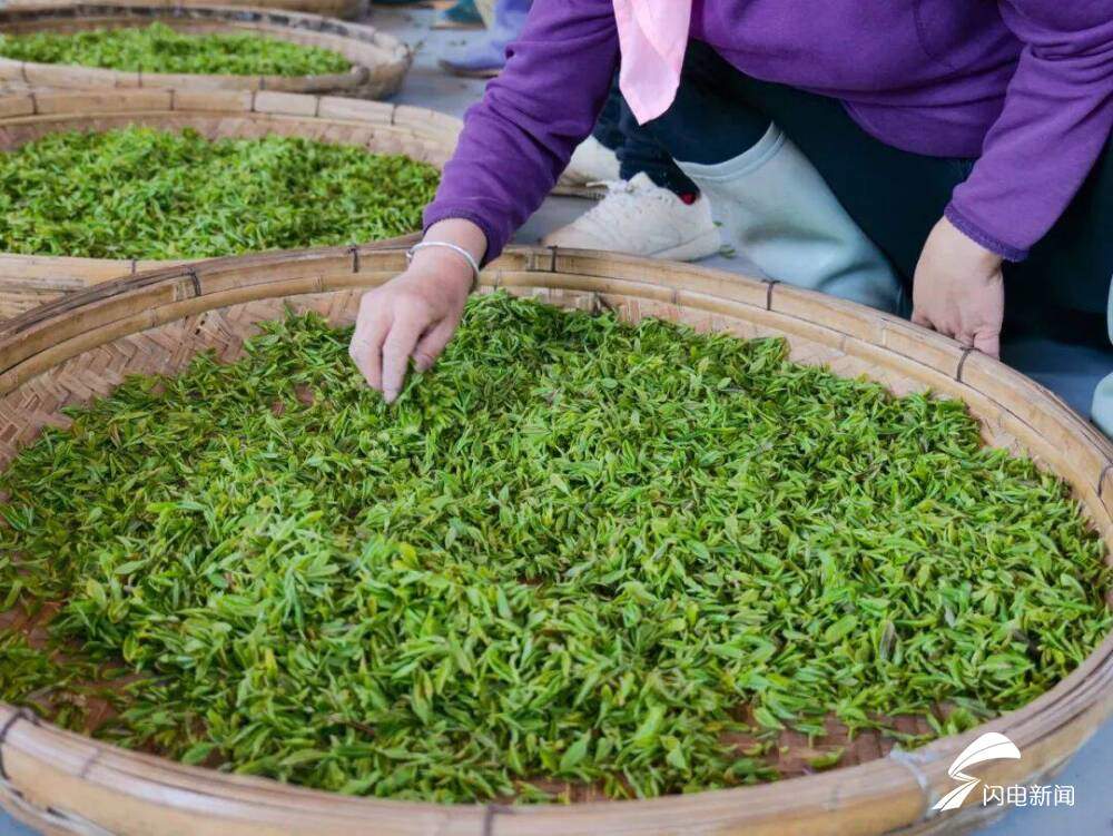 在日照,品一杯听海长大的茶|青春思政课