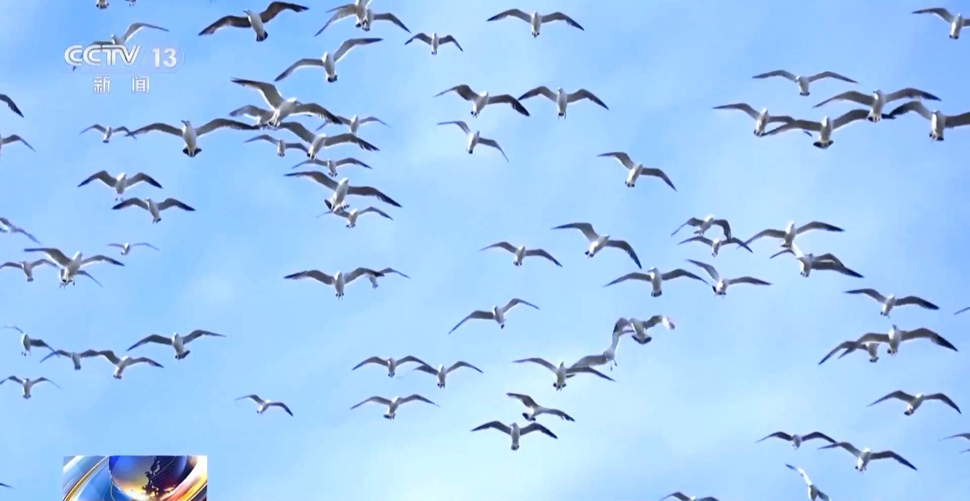 全球珍稀濒危鸟类“神话之鸟”迎来繁殖季