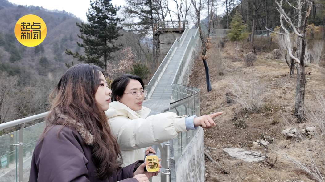 新春走基层丨秦岭深处的“熊猫妈妈”