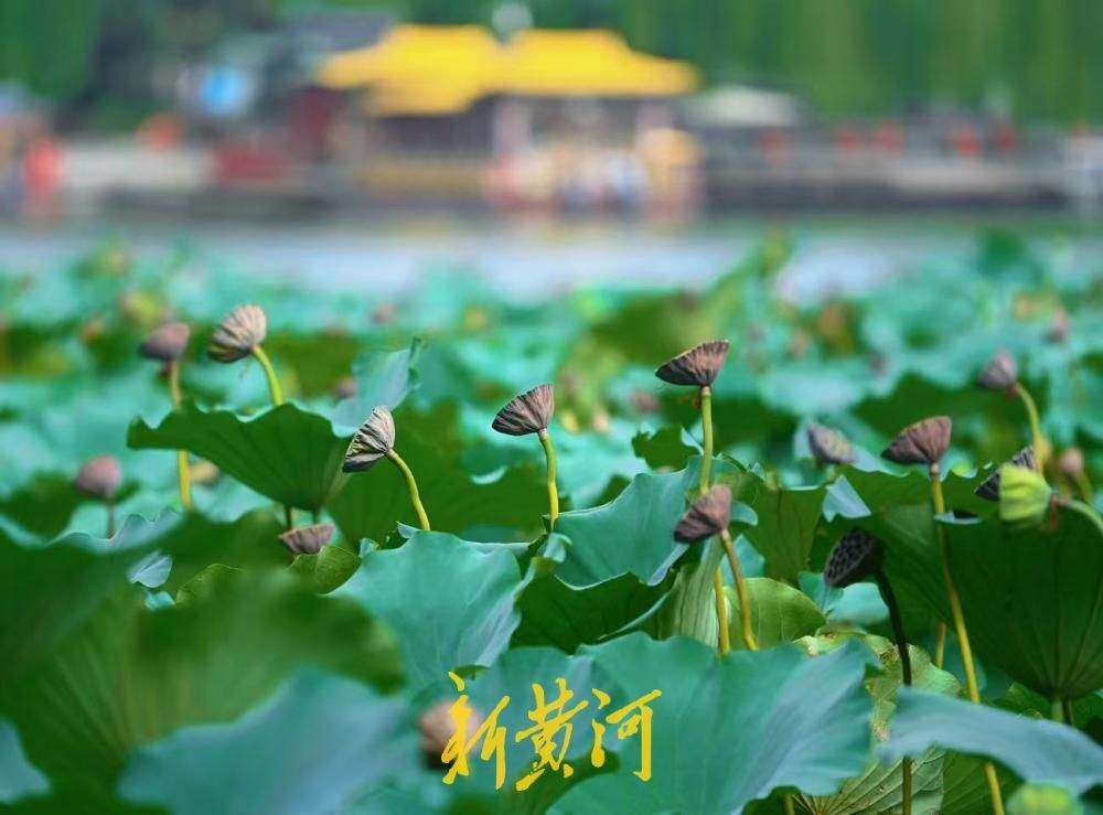一键入秋！大明湖藕香榭荷塘，繁花落尽莲蓬立