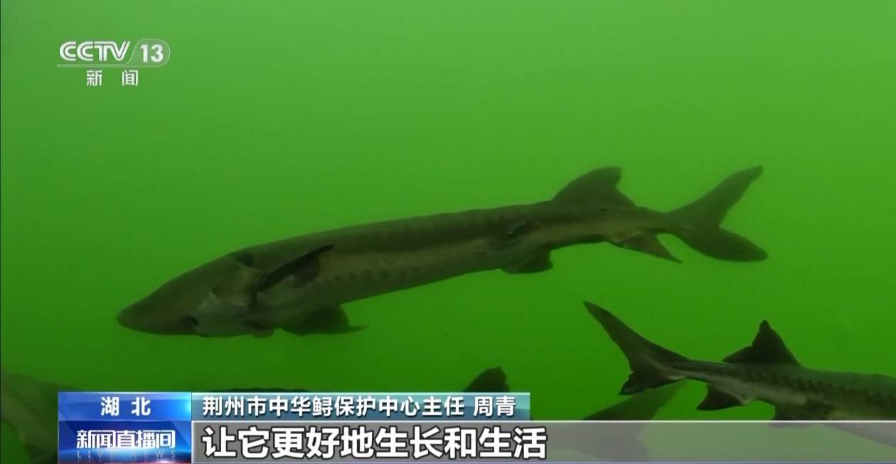 10万尾中华鲟今日放归长江 看“水中国宝”如何养大