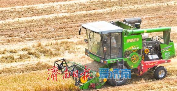 麦田开镰！泉城奏响丰收曲