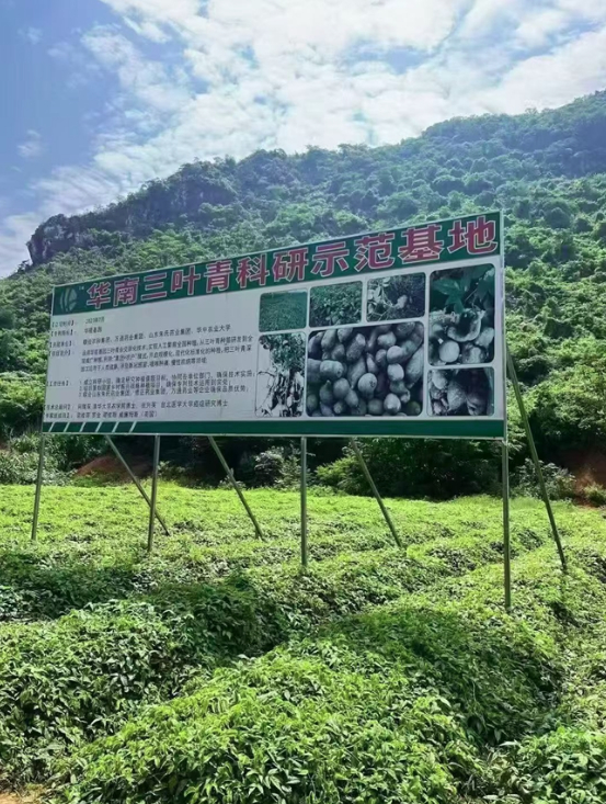 广西联投现代农业科技集团：解码三叶青的种植价值密码！