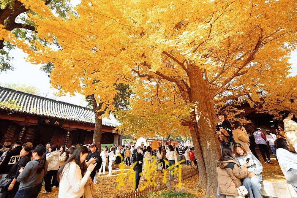 一年四季 泉在济南丨灵岩寺千年古银杏树换金装，深秋泉城诗意浓