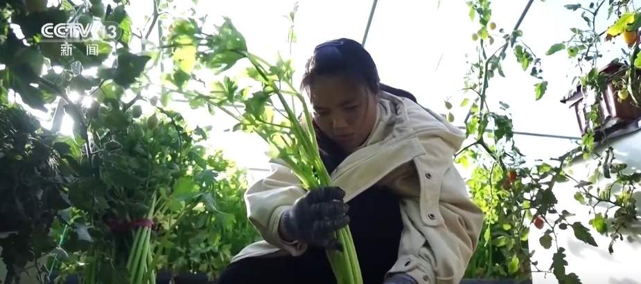 百姓“菜篮子”价优物丰四季安然 多举措有效保障春节供应