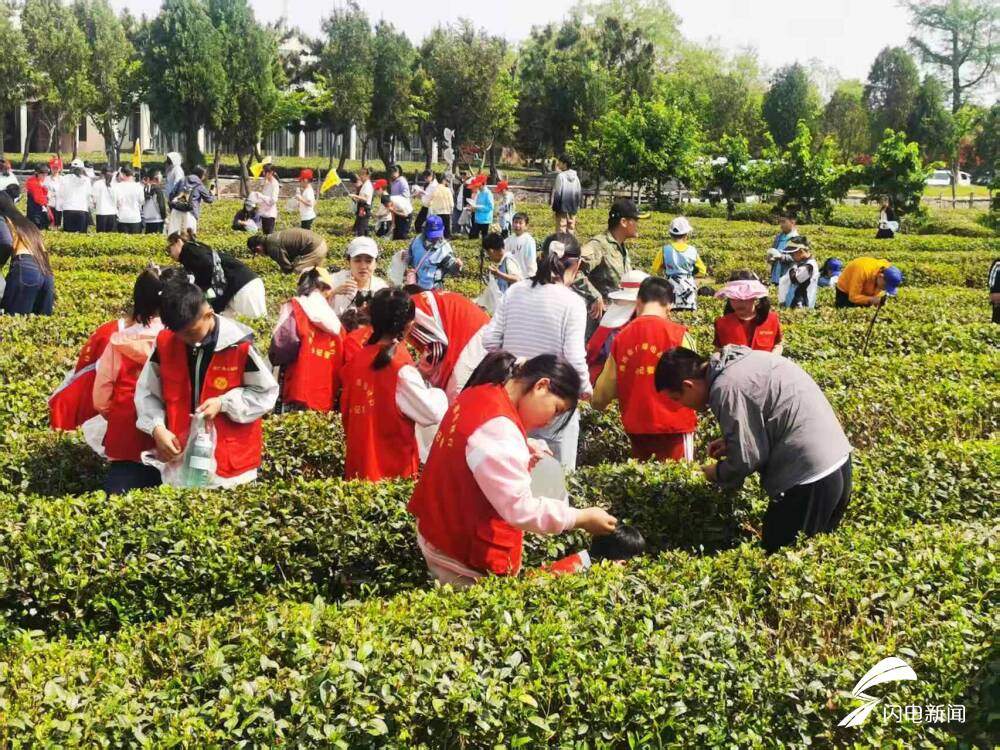 在日照,品一杯听海长大的茶|青春思政课