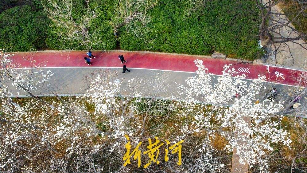 地铁站旁最近的玉兰花海，走出车站融入春景中