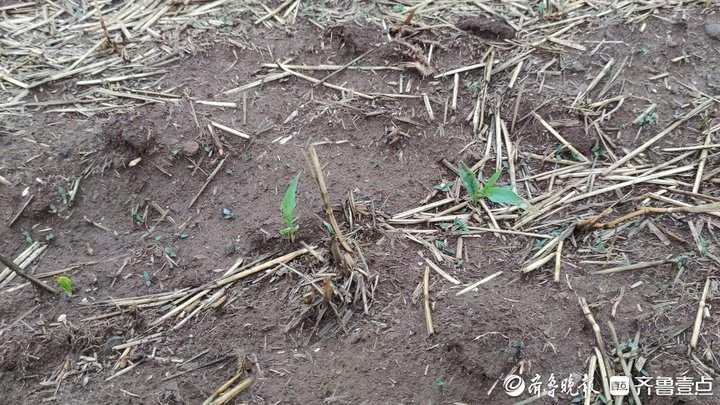 降雨缓解当下旱情，章丘农户表示：相当于滴灌设备喷洒10天