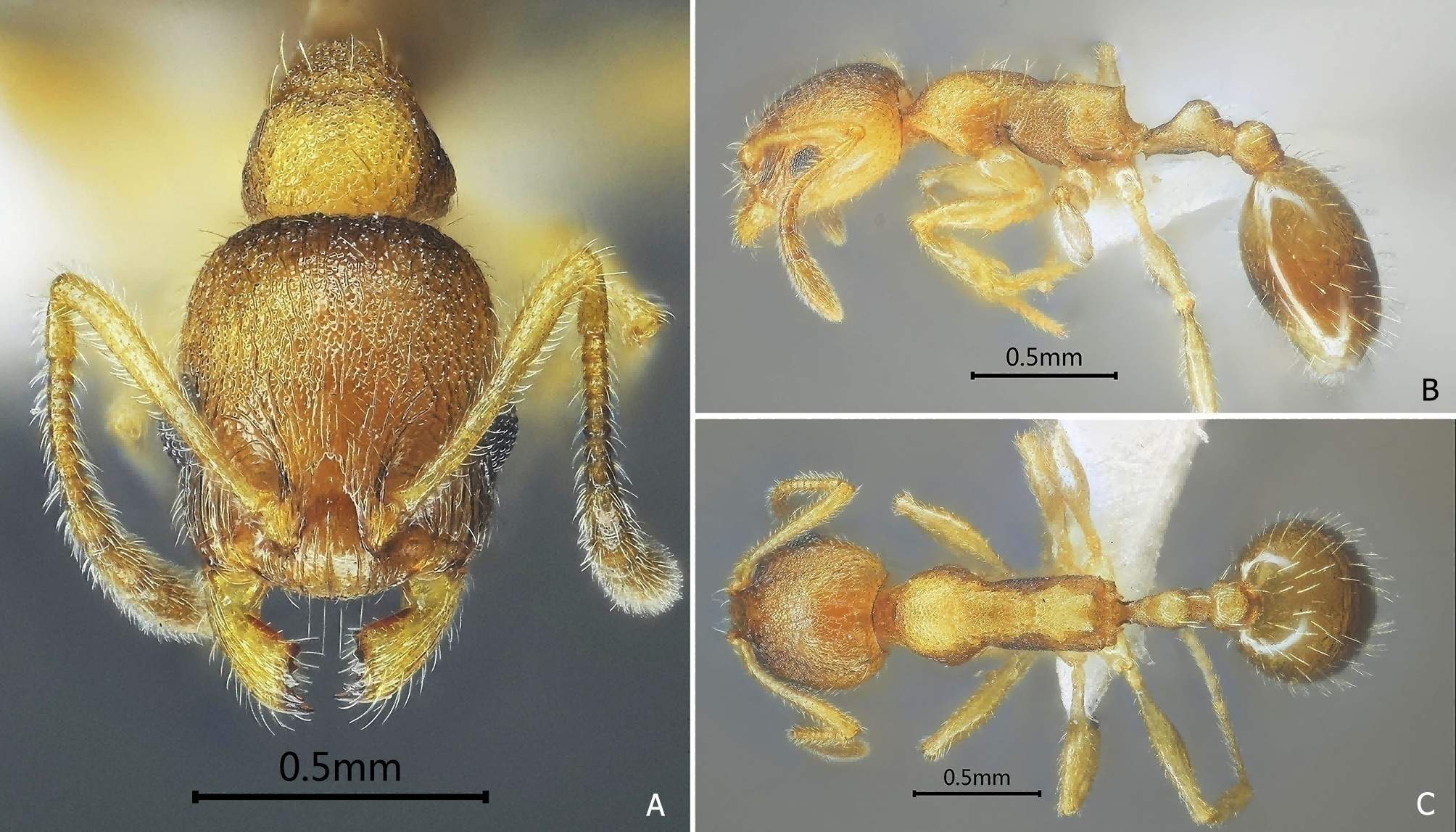 中国团队新发现28种蚂蚁，命名凑齐24节气和四季