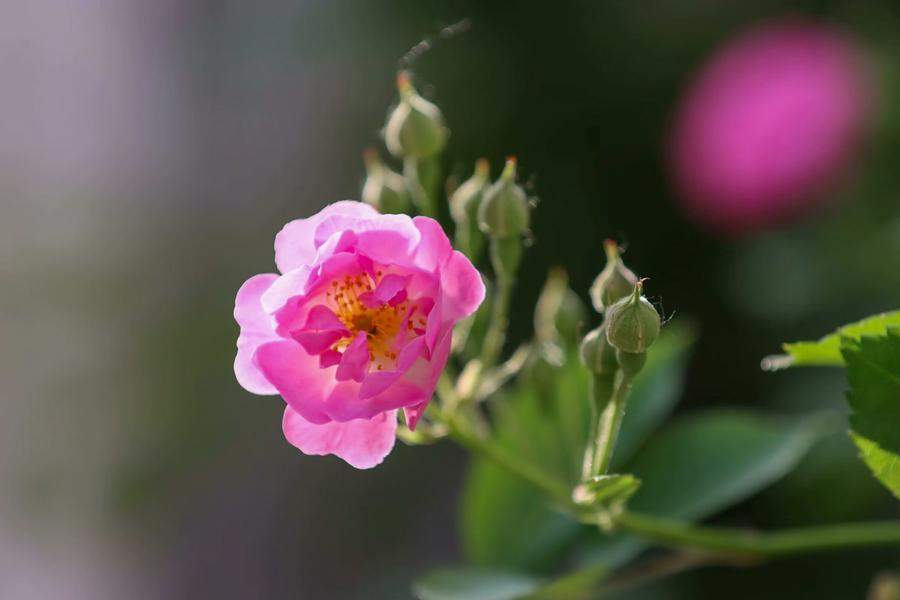 济南：蔷薇如瀑迎立夏