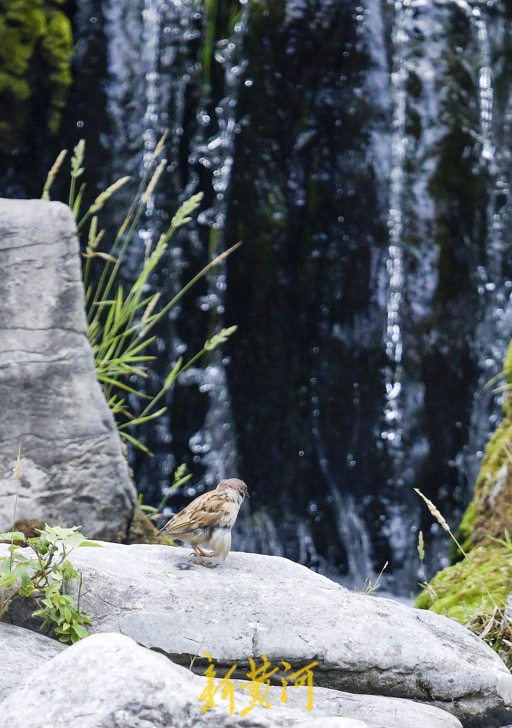 一年四季 泉在济南丨环城公园五莲泉畔 鸟儿依泉“梳妆打扮”
