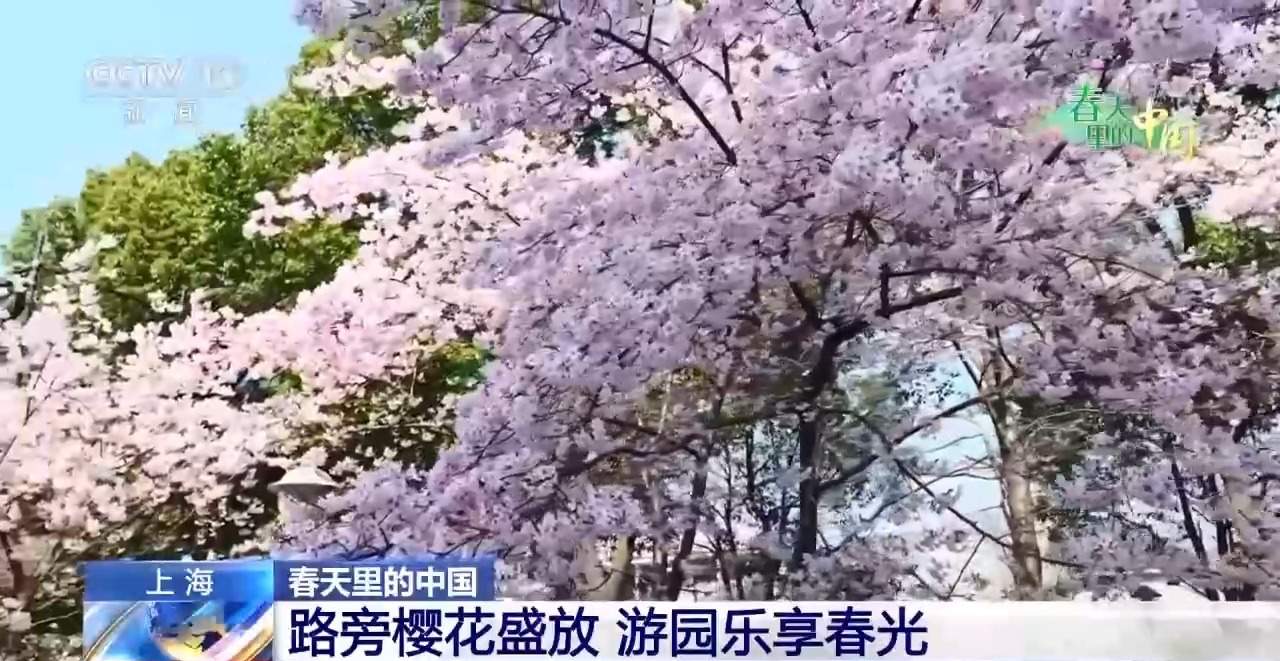 各地春日赏花有哪些好去处？请看这份赏花攻略