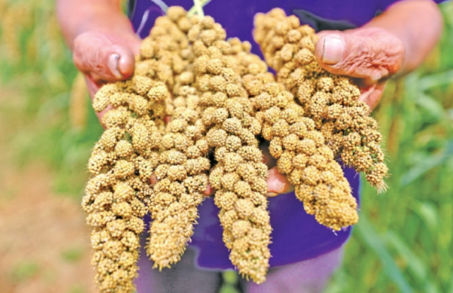 西山村：机器响、产业兴、游客来农文旅融合铺就致富路