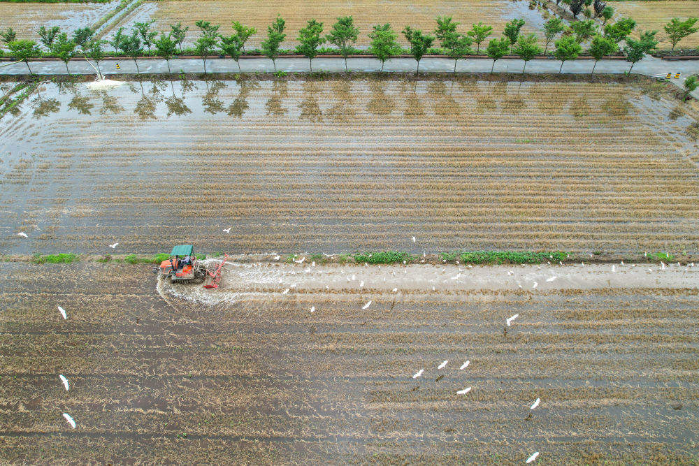 初夏时节插秧忙