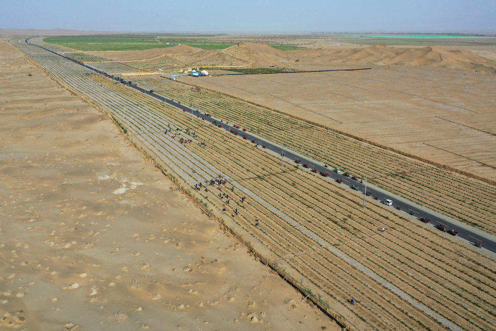 新疆：“乔、灌、药”立体织密绿色屏障 沙产业助力绿富同兴