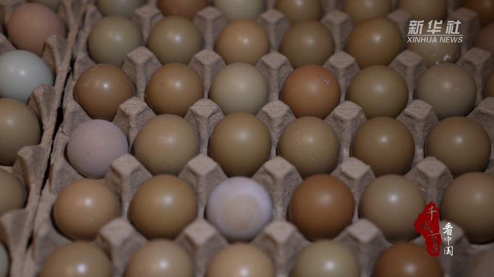 仅凭一部手机，山东让两万只山鸡过上“数字生活”