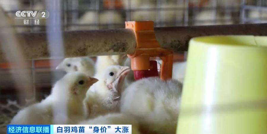 价格暴涨300%！它，从“没人要”到“买不到”，山东鸡苗价格连续上涨