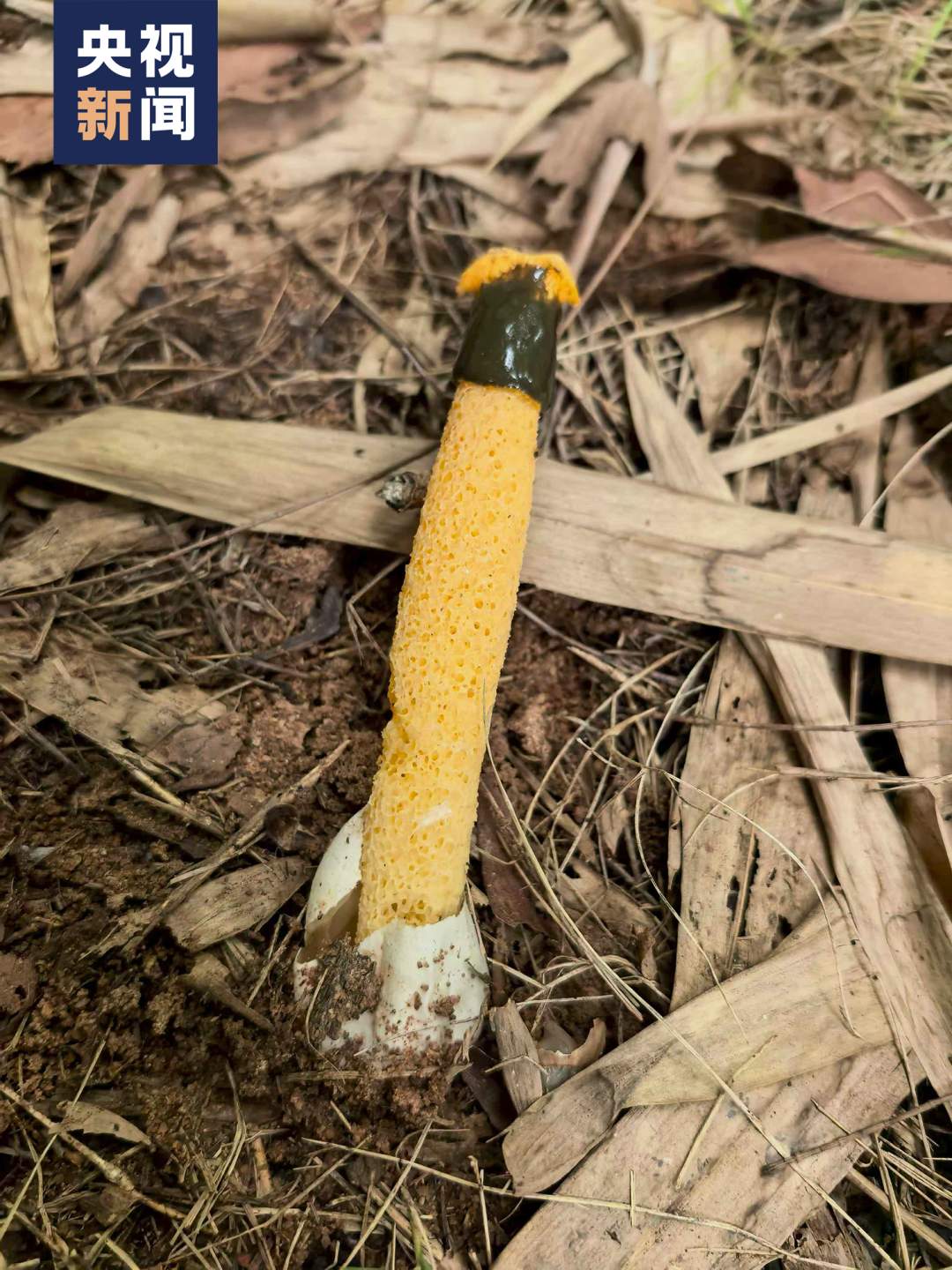 全网追更的“果菌王”，可以开吃了！
