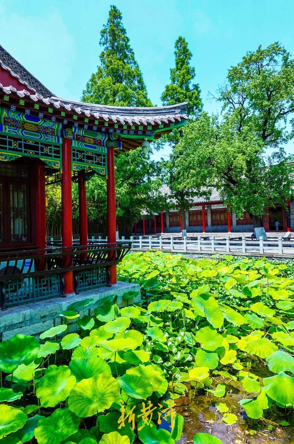 一年四季 泉在济南丨荷香消夏暑，大明湖荷花盛放成避暑热门地标
