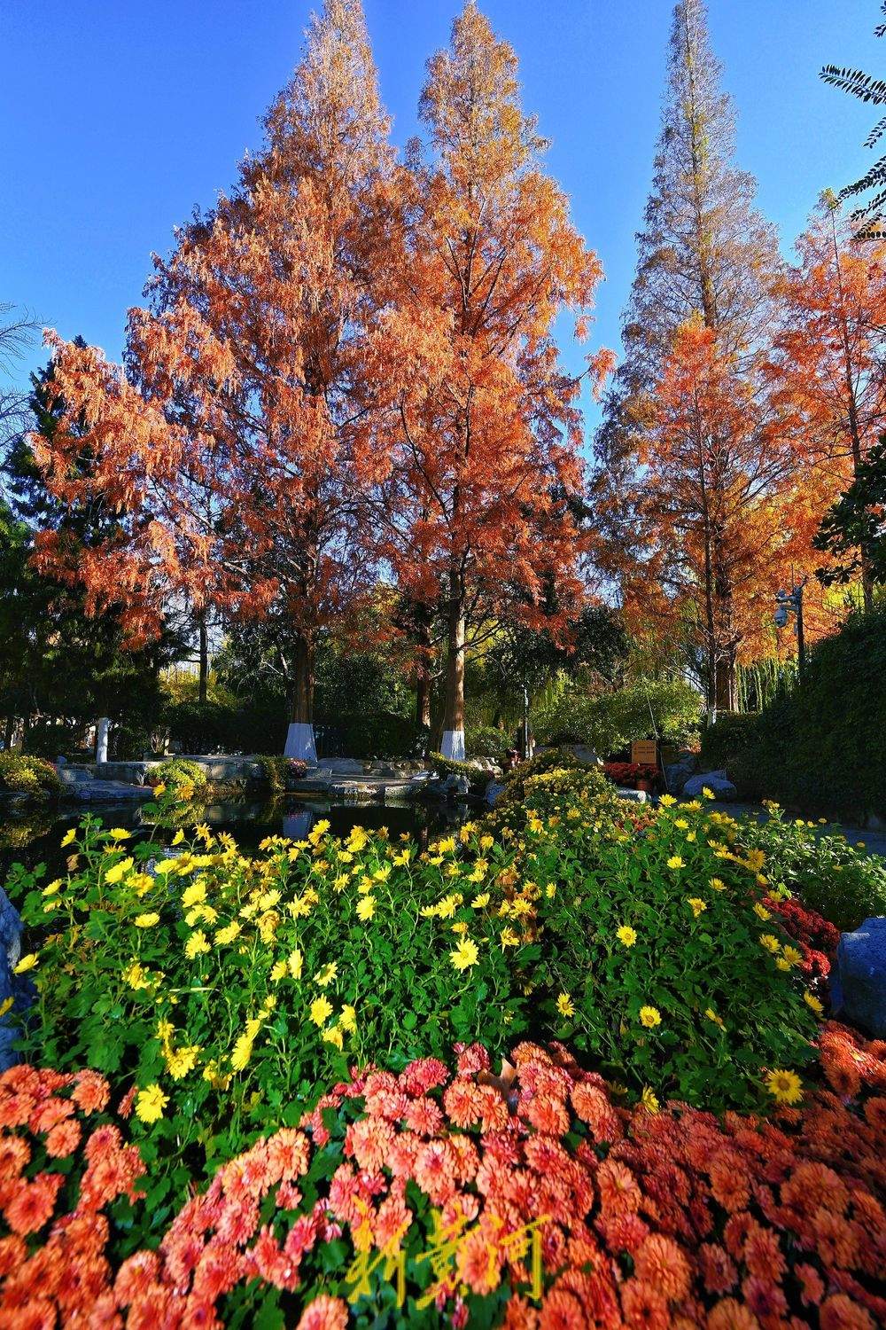 趵突泉畔水杉染红妆，与冬菊相映衬，视觉效果“拉满”