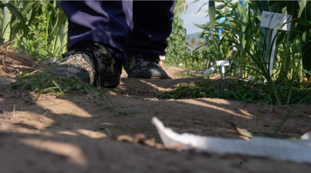 新春走基层·边疆万里行⑦丨高粱地里，他的两个“孩子”终于相遇了